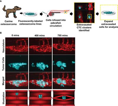 A Zebrafish Model of Metastatic Colonization Pinpoints Cellular Mechanisms of Circulating Tumor Cell Extravasation